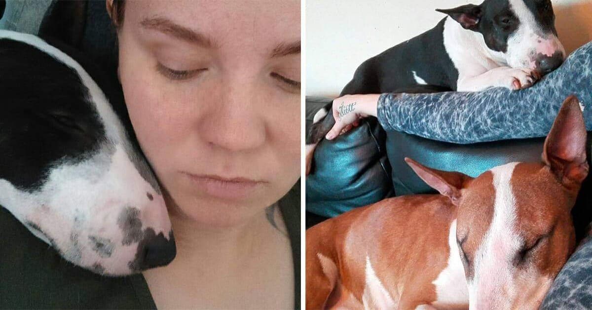 L’appello di Beatrice che chiede aiuto per ritrovare i suoi due cani