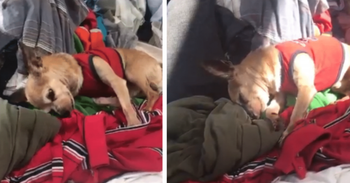Paquito, il chihuahua che ha una reazione straziante sentendo il profumo del padrone scomparso
