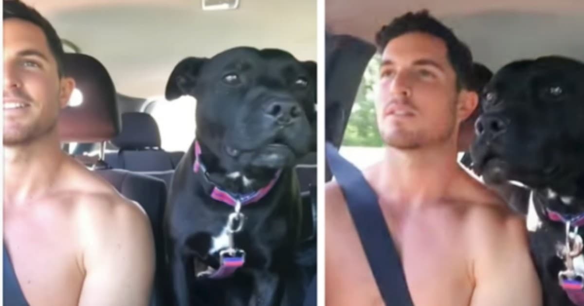 Quello che fa Doggo quando scopre dove sta anadando