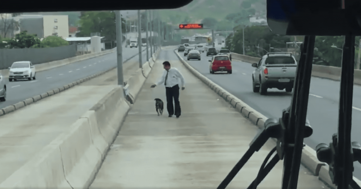 Autista dell’autobus salva un cane dall’autostrada