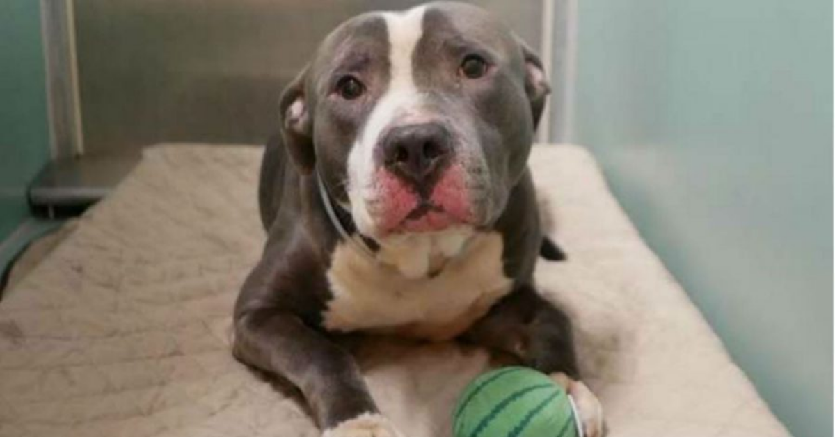 Cane lasciato al canile perché in casa sta per arrivare un altro bebè