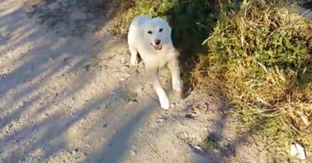 Il salvataggio del cucciolo abbandonato
