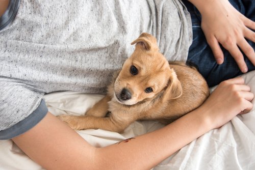 5-motivi-per-cui-dovresti-assolutamente-dividere-il-letto-con-il-tuo-cane