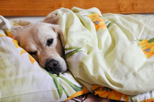 5-motivi-per-cui-dovresti-assolutamente-dividere-il-letto-con-il-tuo-cane1