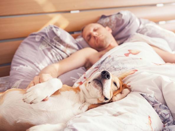 5-motivi-per-cui-dovresti-assolutamente-dividere-il-letto-con-il-tuo-cane4