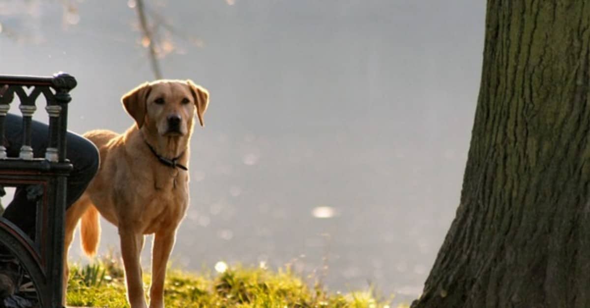 6 cose che il tuo cane può prevedere prima che accadano