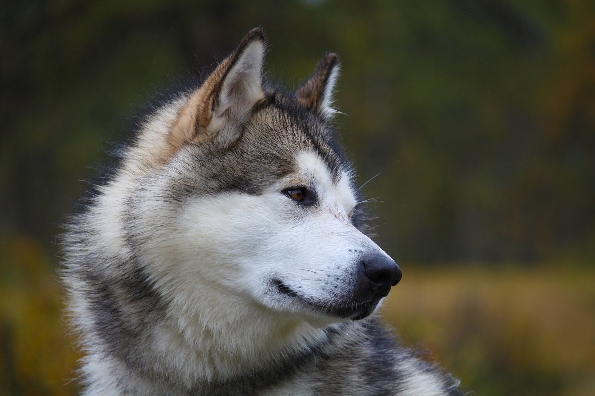 Alaskan Malamute adulto