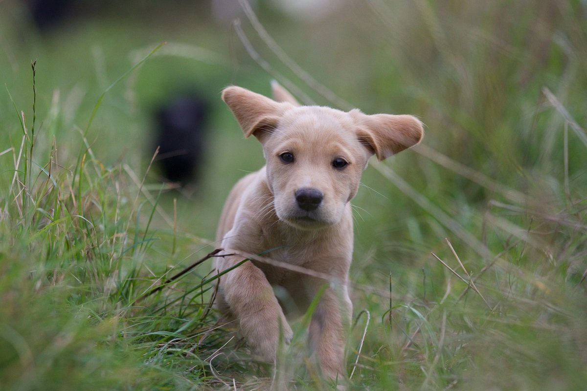 Cimurro nel cane: sintomi, come si prende e come si cura