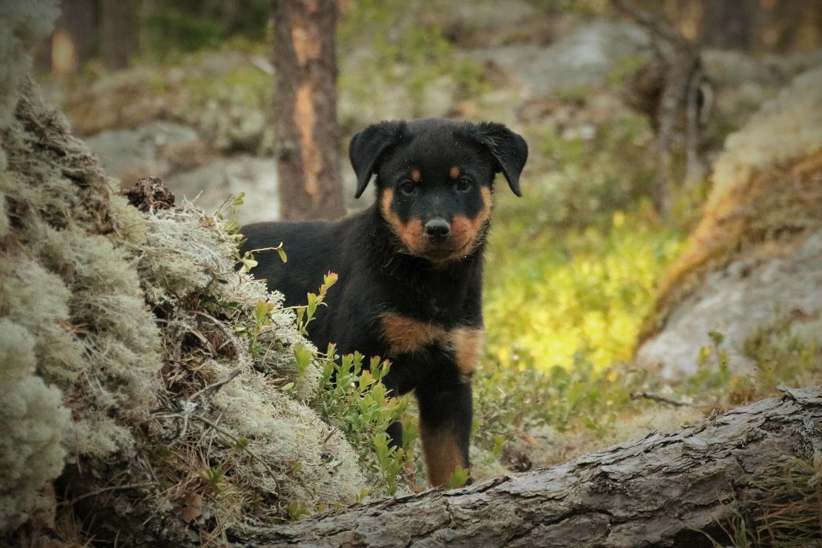 Cucciolo di Rottweiler