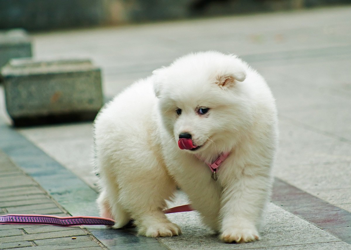 Cucciolo di Samoiedo