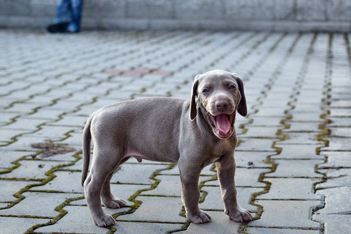 Weimaraner cucciolo