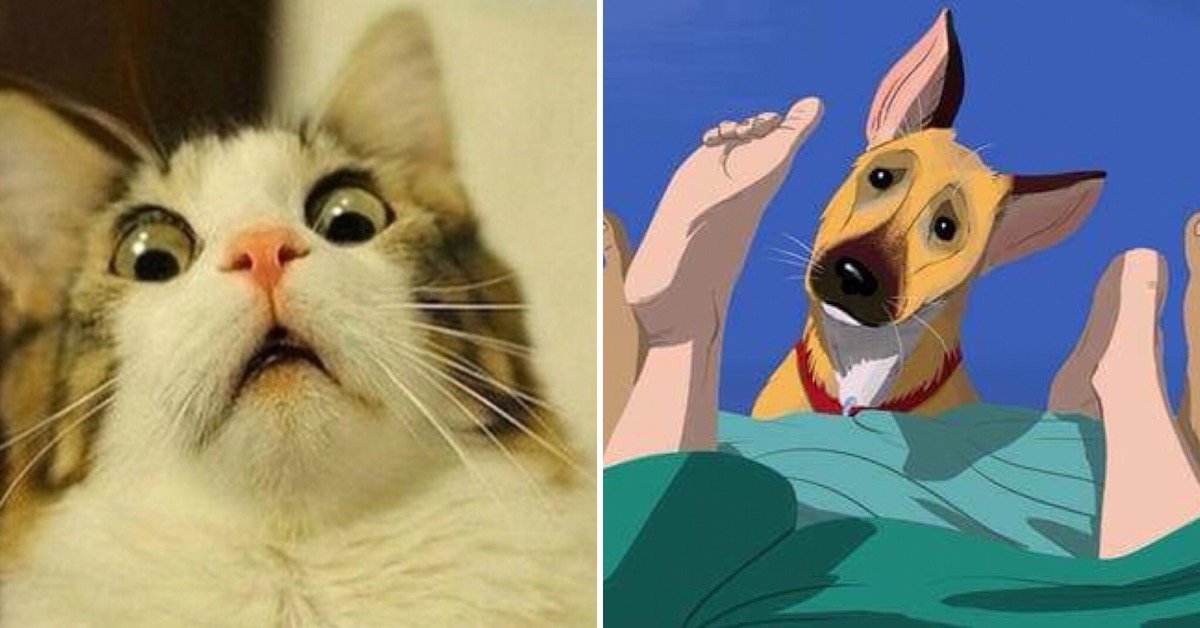 Fare l’amore di fronte al vostro animale domestico