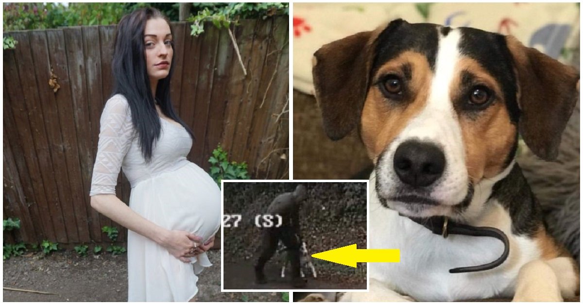 Ruba il cane a una donna incinta di 9 mesi. La polizia sta indagando