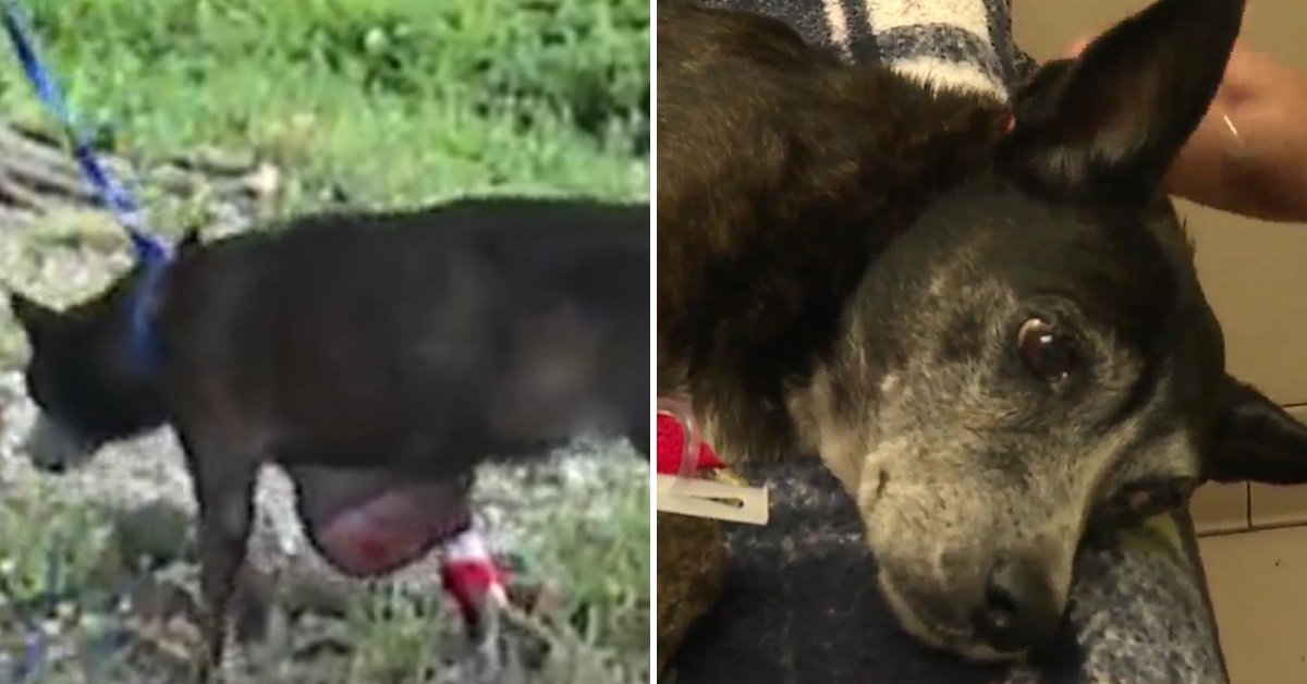 Mazie, la randagia che non voleva arrendersi