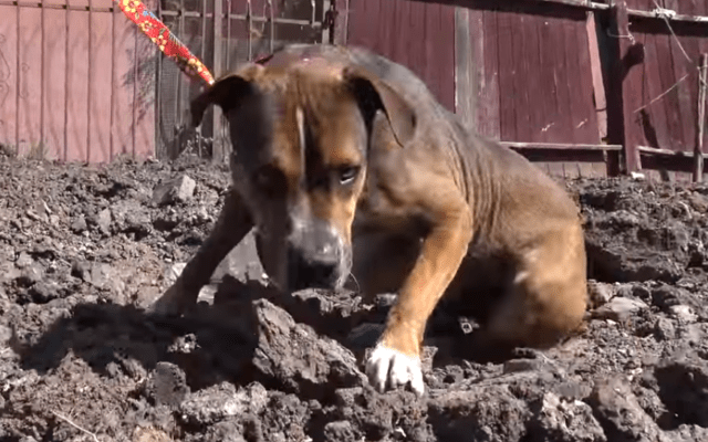 Odin-il-cane-abbandonato