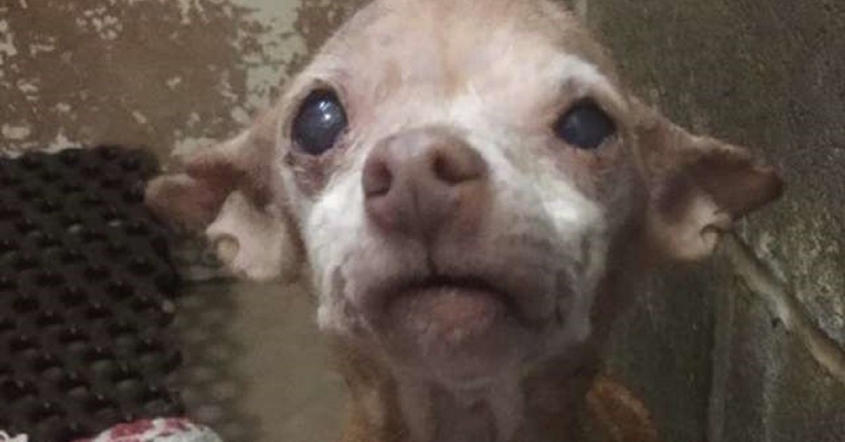 Ruthie la femmina di chihuahua