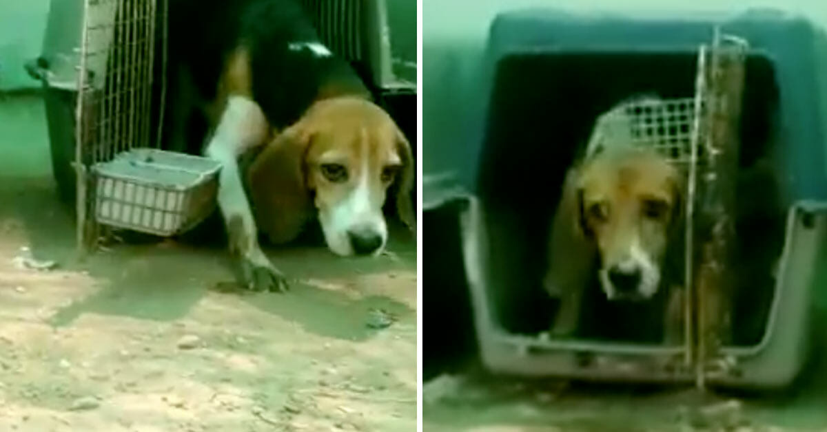 Liberati trenta Beagle, tenuti prigionieri in un laboratorio e usati come cavie