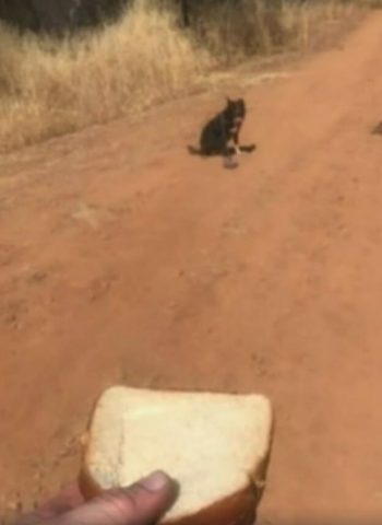 cagnolino-chiede-aiuto-per-il-suo-amico-umano-in-pericolo