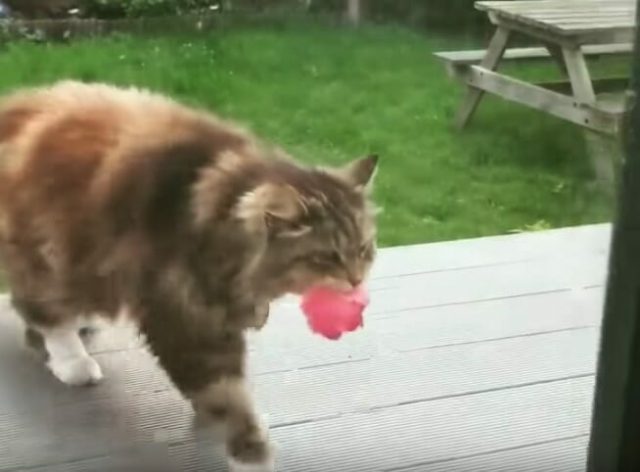 quello-che-viene-fatto-a-Rosie-appena-si-trasferisce-nella-nuova-casa 1