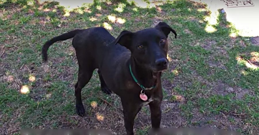 cane vittima di abusi