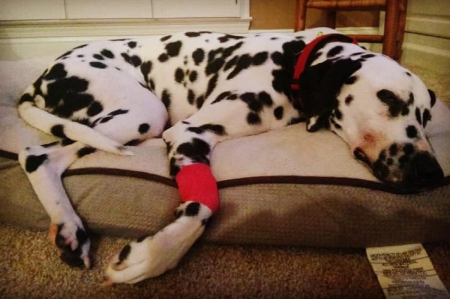 addio del pompiere al suo cane