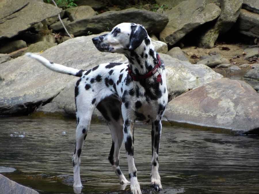 addio del pompiere al suo cane