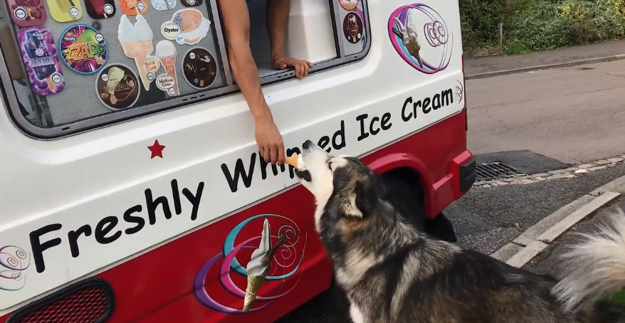 cane camion dei gelati