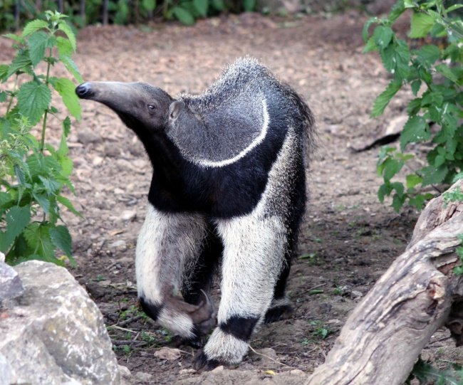 animali carini e coccolosi