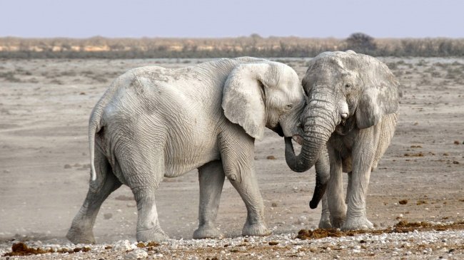 animali carini e coccolosi