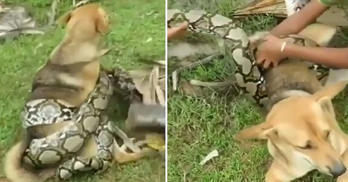 Bambini salvano il cane dal serpente che lo voleva uccidere