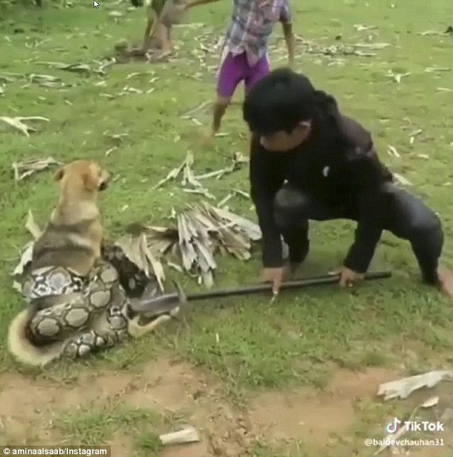 Bambini salvano il cane dal serpente