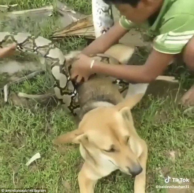 Bambini salvano il cane dal serpente
