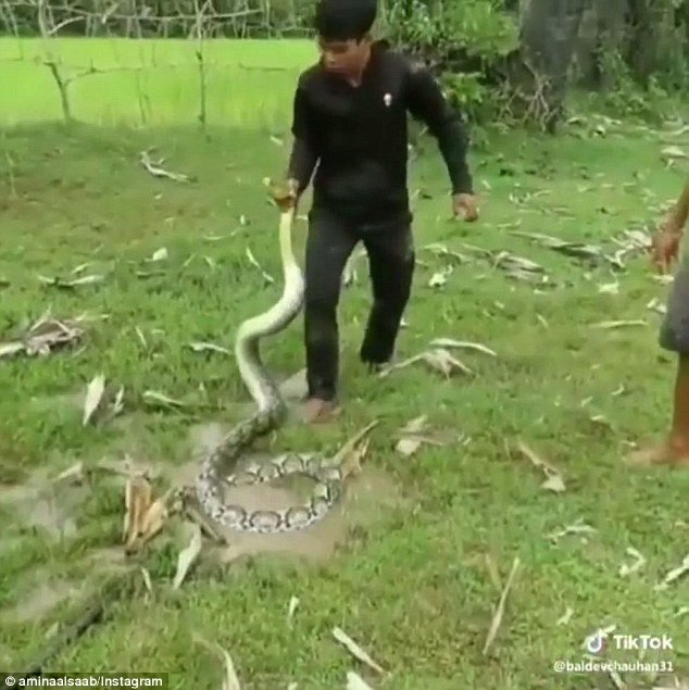 Bambini salvano il cane dal serpente
