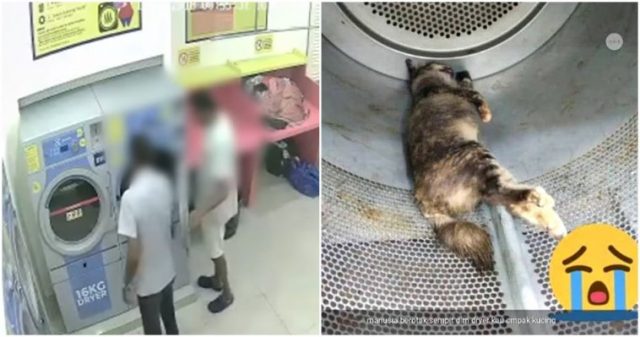 3-ragazzi-uccidono-una-gattina-incinta 2
