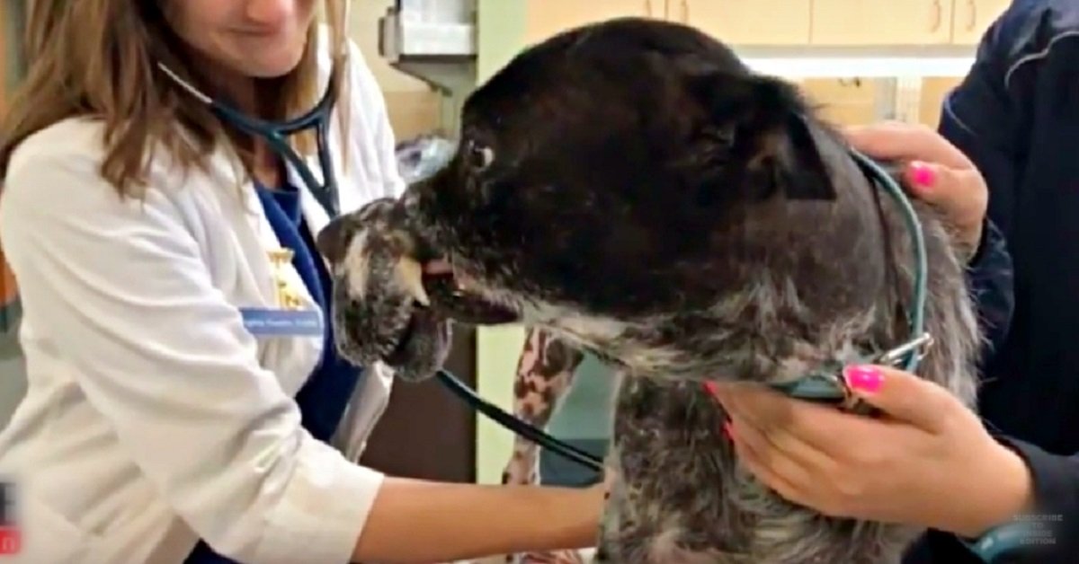 Bocca del cane legata con del filo metallico: eroe va in suo aiuto