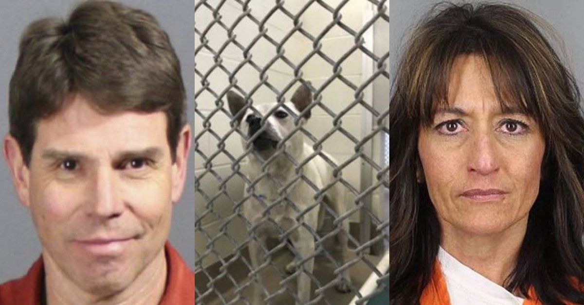 Bubba, il cane abusato