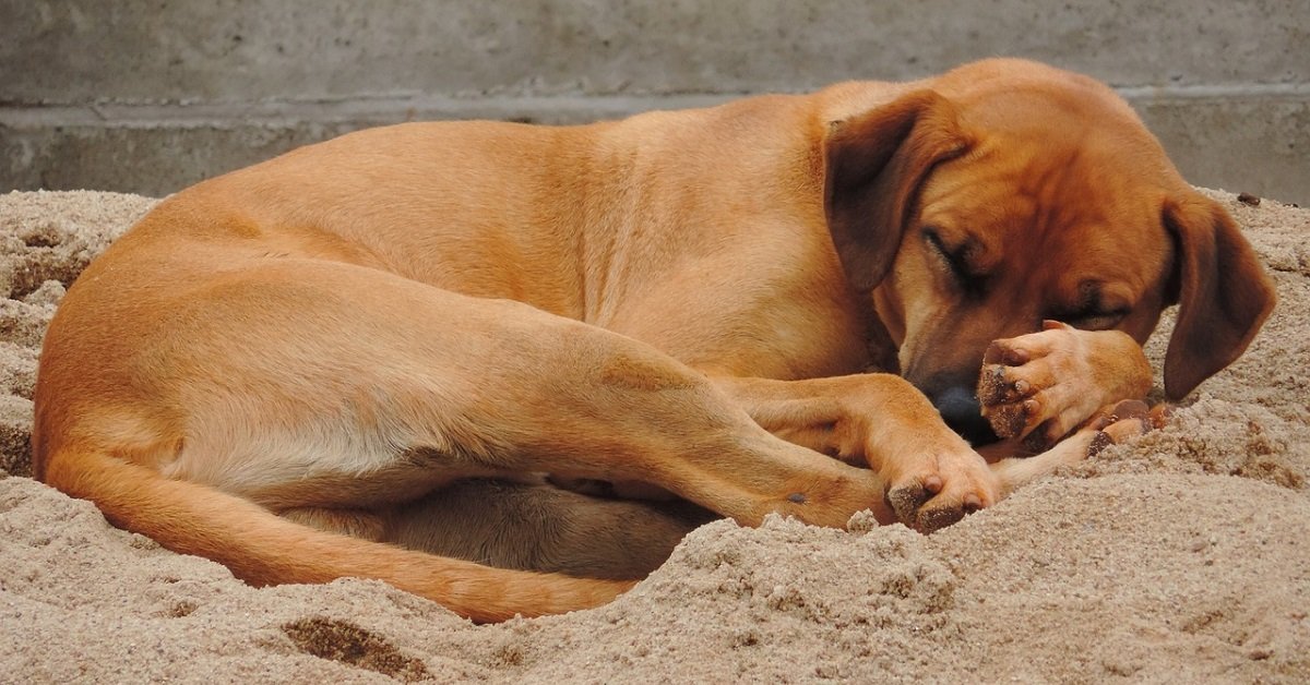 Cagnolina Nola punita per aver fatto la pipi