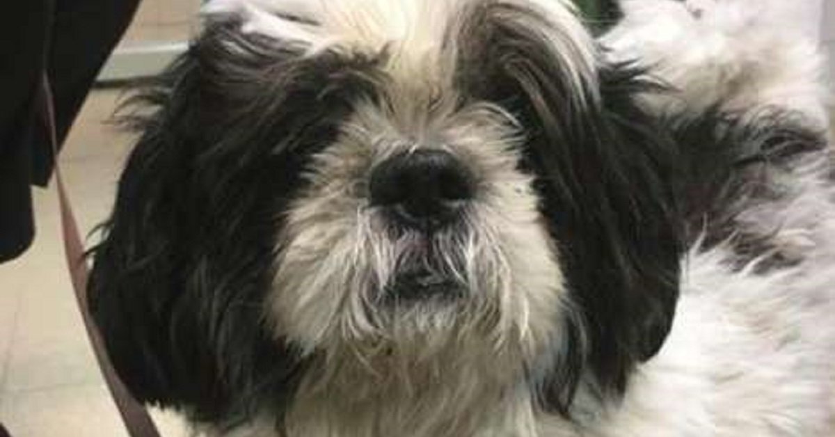 Cane anziano riportato al rifugio perché non riesce a fare le scale