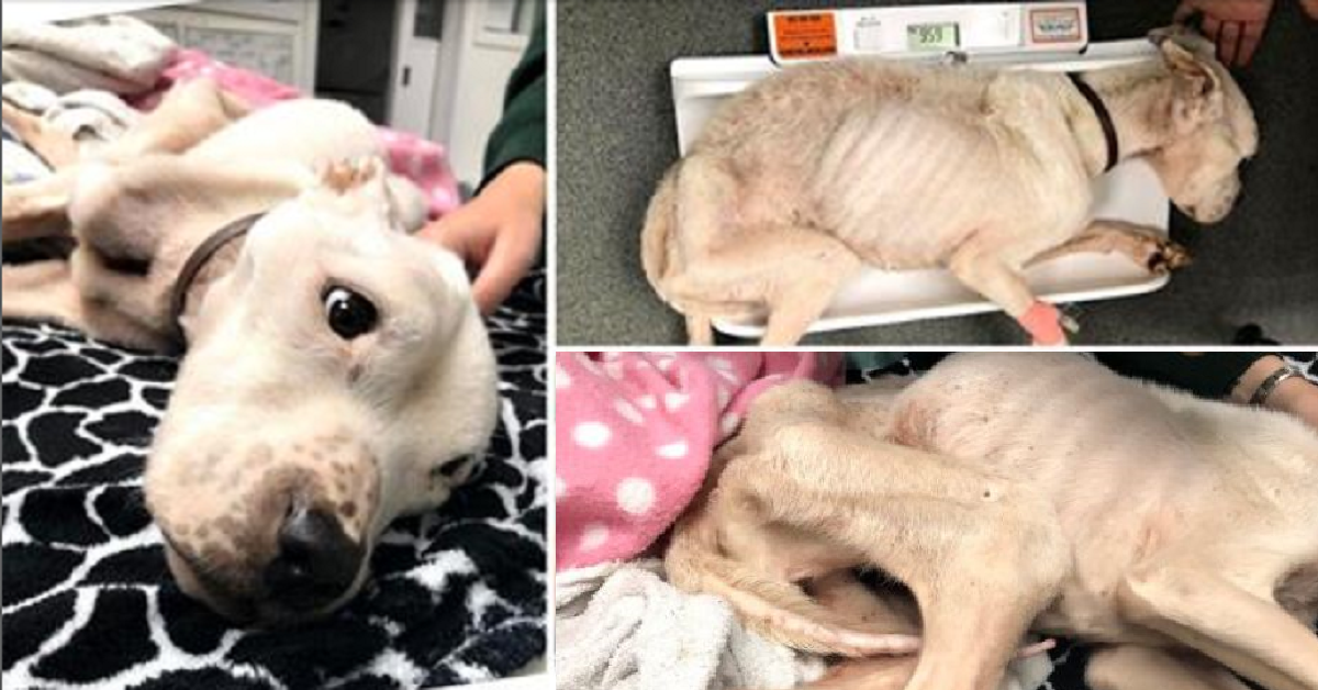 Cane così magro che le anche le ossa erano visibili abbandonato nel parco