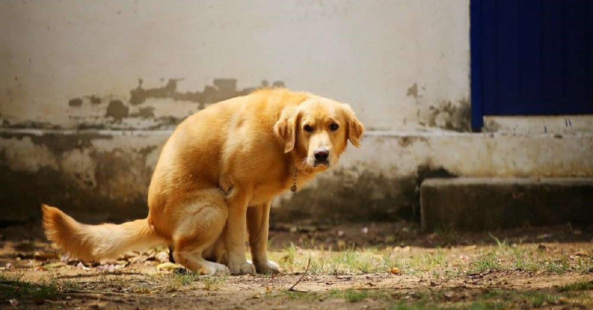 Perché il cane gira su sé stesso quando fa i bisogni?