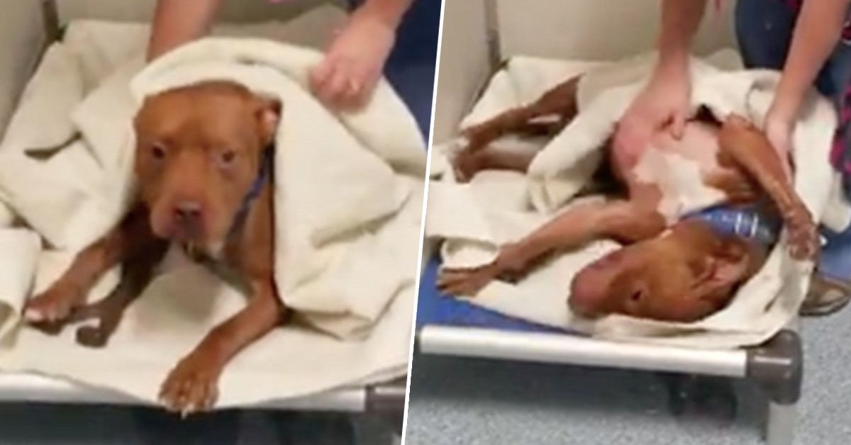 Cane randagio vuole dormire nascosto ogni notte