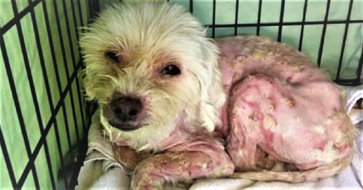 Cane rubato, ritrovato 8 mesi dopo