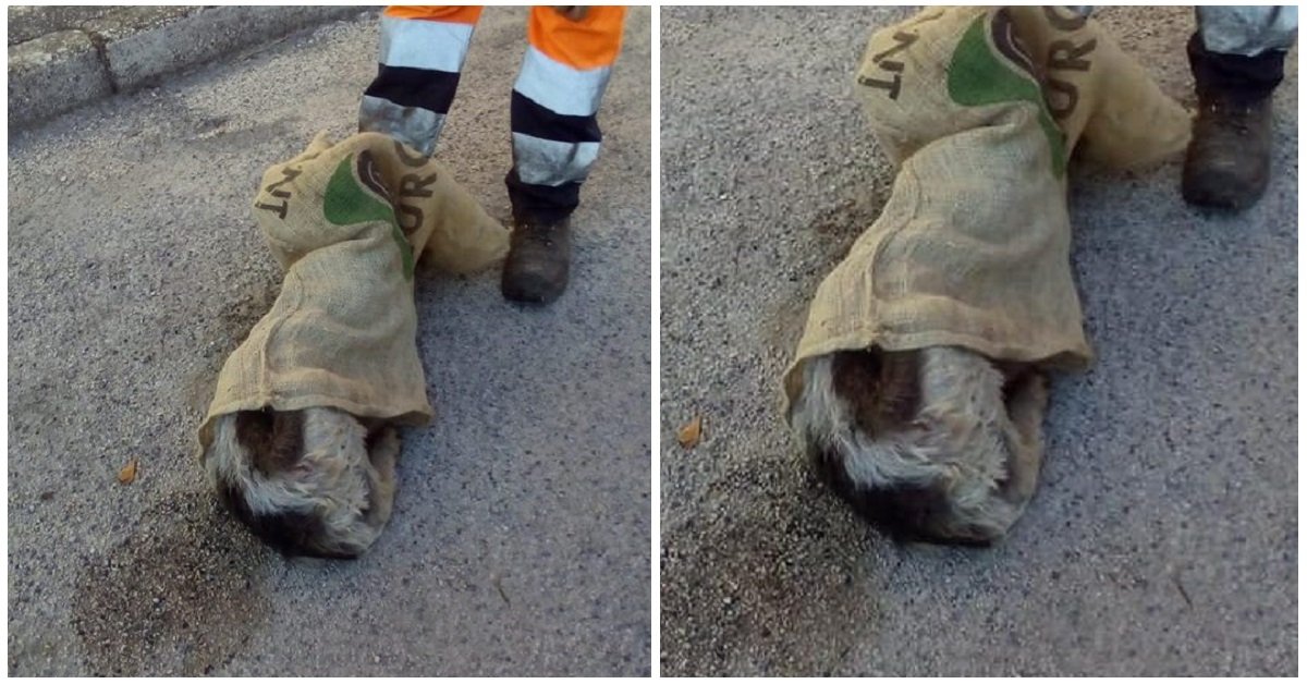 Cane chiuso in un sacco di iuta: il giallo di Trasacco