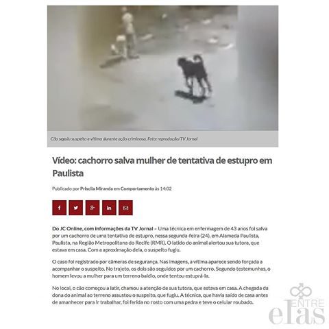 cane-salva-donna-da-un-uomo-che-voleva-violentarla2