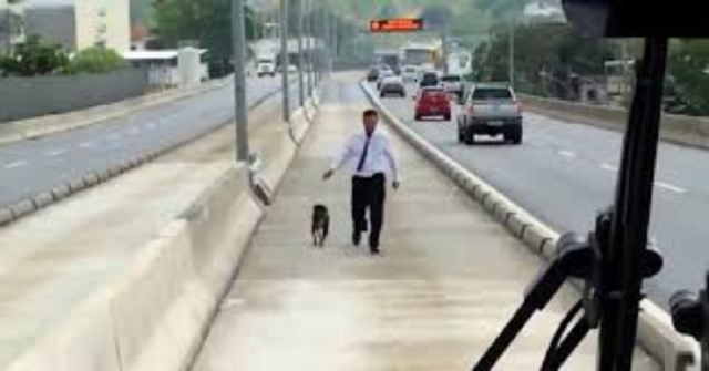 cane-salvato-in-autostrada-da-un-autista-di-pullman