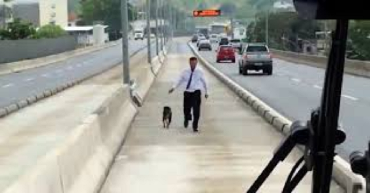 Cane salvato in autostrada da un autista di pullman