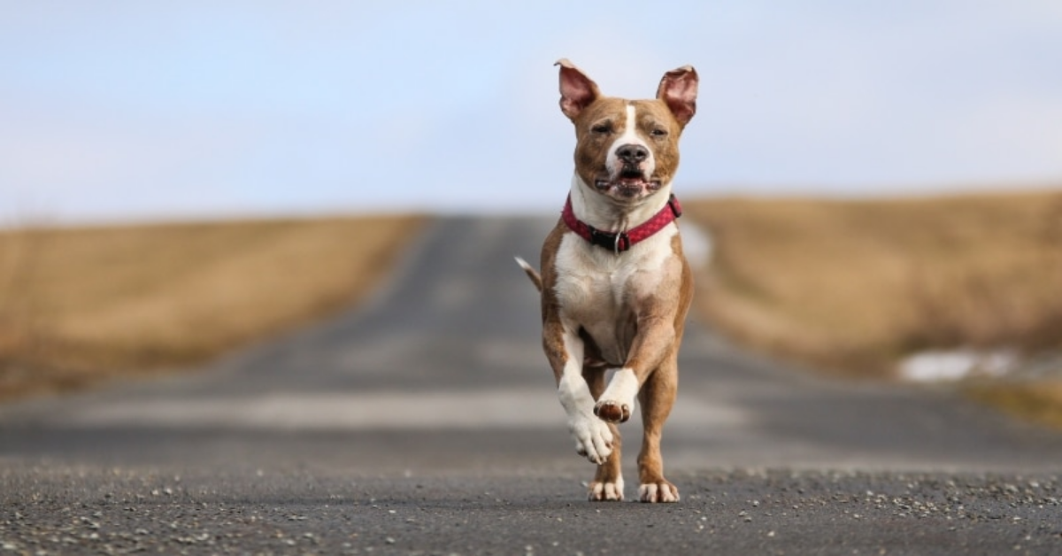 Cane si difende dai suoi calci, mordendogli le “parti basse”