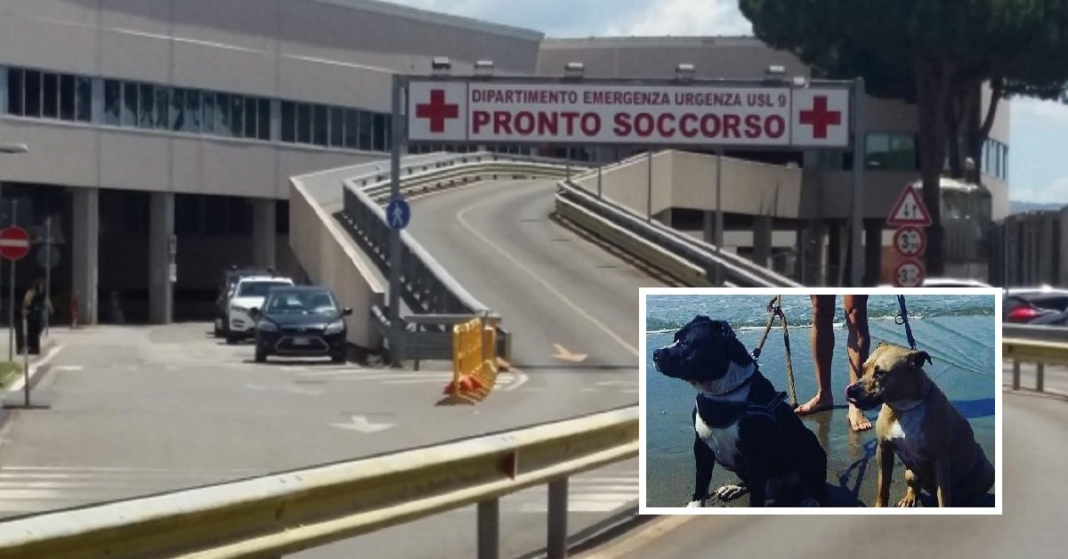 Cani aggrediscono proprietario a Grosseto