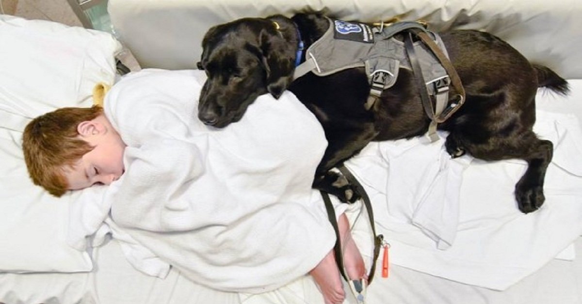 cani-gatti-in-ospedale