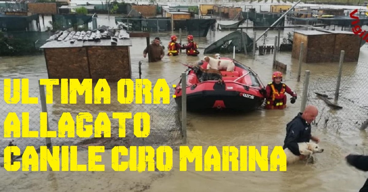 Canile Cirò Marina allagato: a rischio le vite dei cani